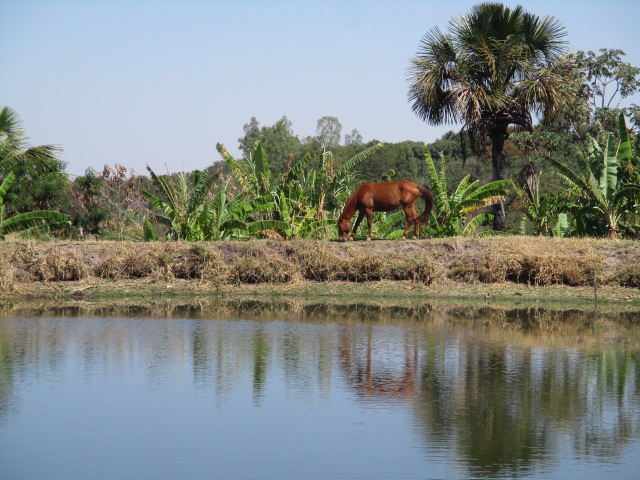 horse by lake